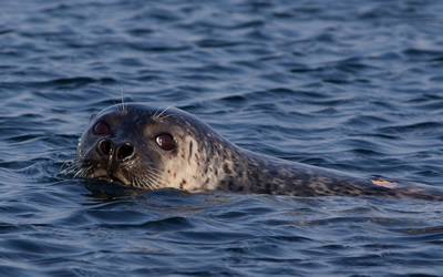 Spotted seals — what amazing neighbors!