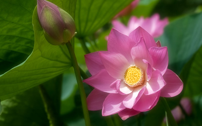 Lotus flowers in Primorye