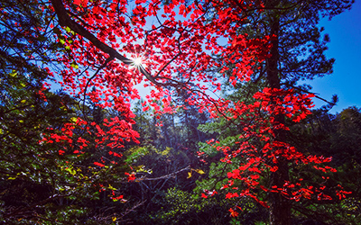 Сезон красных листьев